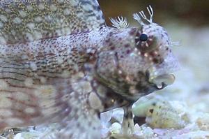 Lawnmower Blenny