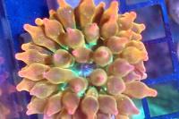 Rainbow Bubble Tip Anemone