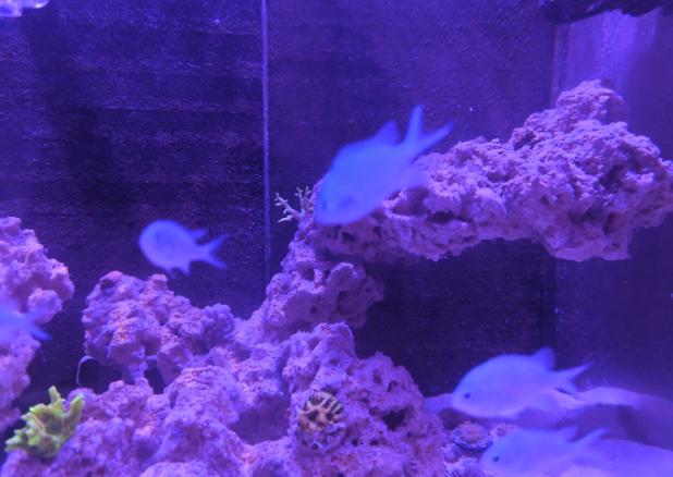 Blue/Green Reef Chromis