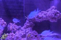 Blue/Green Reef Chromis Thumbnail