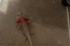 Axolotl Thumbnail