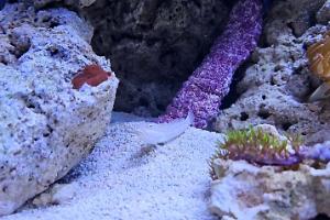 Sleeper Striped Goby Thumbnail