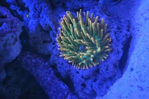 Bubble Tip Anemone Thumbnail