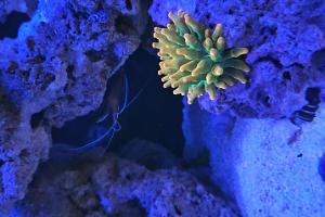 Bubble Tip Anemone Thumbnail