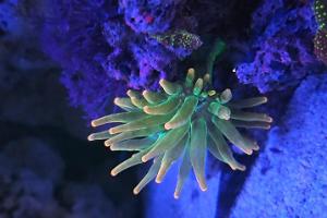 Bubble Tip Anemone Thumbnail