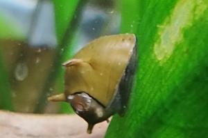 Horned Nerite Thumbnail