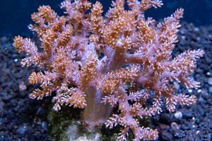 Kenya Tree Coral Thumbnail