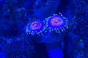 Armor of God Zoanthid Thumbnail