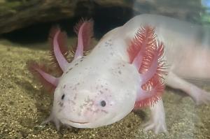 Axolotl Thumbnail