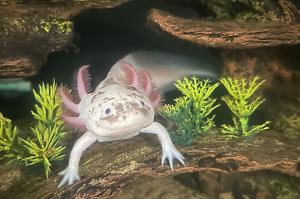 Axolotl Thumbnail