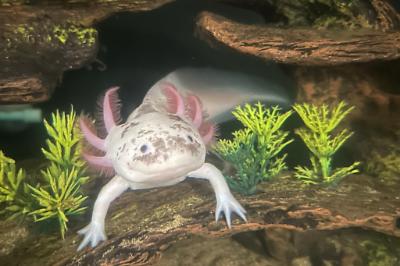 Axolotl