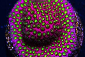 Stylocoeniella - WWC Electric Daisy Thumbnail