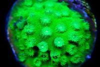 Cyphastrea - WWC Lime Green