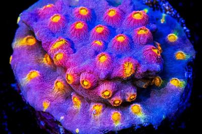 Cyphastrea - WWC Rainbow Madness