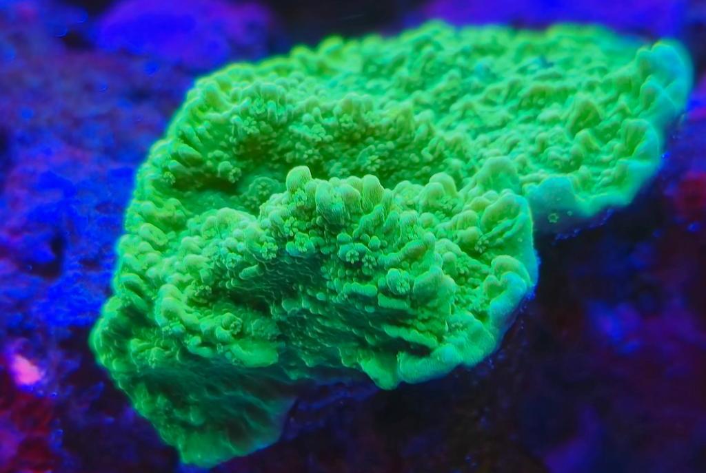 Green Montipora