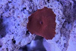 Red Mushroom Thumbnail