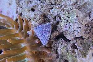 Banded Trochus Snail Thumbnail