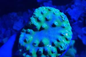 Pagoda Cup Coral Thumbnail