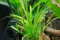 Dwarf Sagittaria Thumbnail