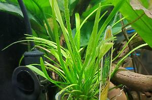 Dwarf Sagittaria