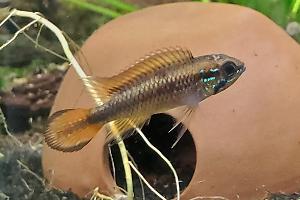 Agassizs Dwarf Cichlid