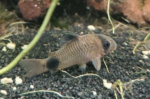 Panda Cory