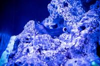 Tail Spot Blenny