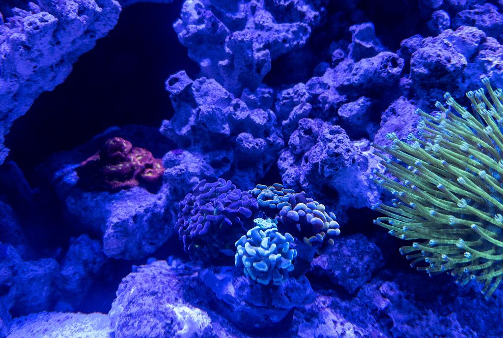 Hammer Anchor Coral