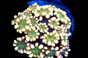 Flower Pot Coral - Alveopora Thumbnail