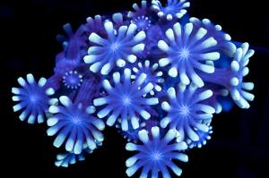 Flower Pot Coral - Alveopora Thumbnail