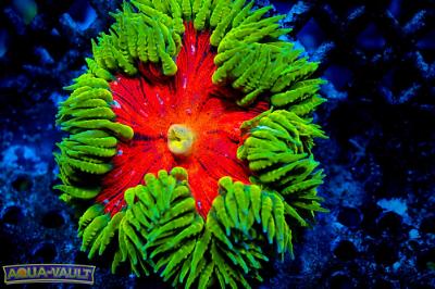 Jingle Bells Rock Flower Anemone