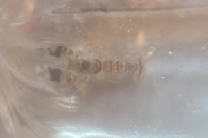 Tiger Pistol Shrimp Thumbnail