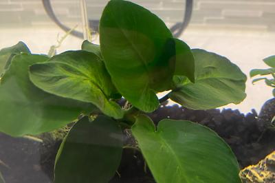 Anubias Barteri