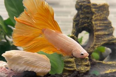 Mustard Gas Betta