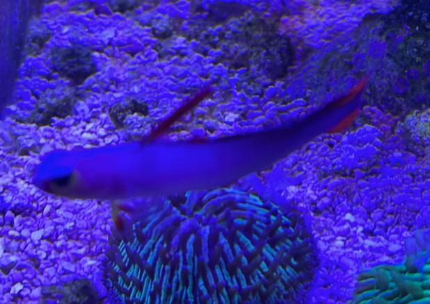 Purple Firefish