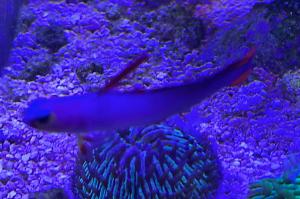 Purple Firefish