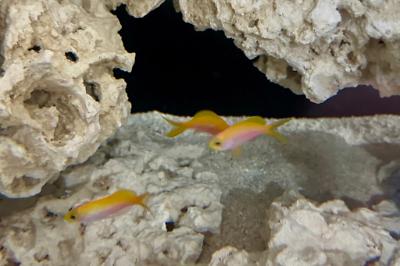 Bartlett's Anthias