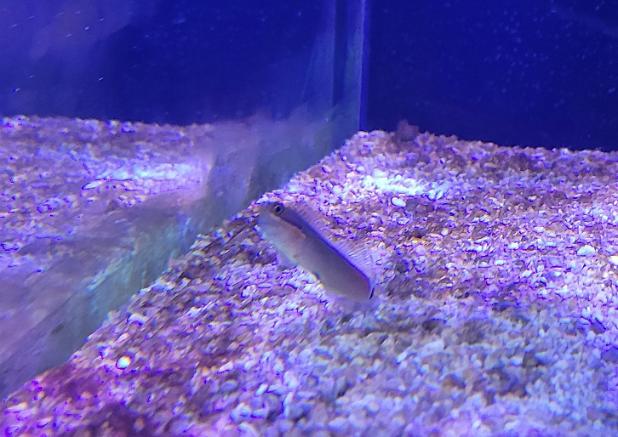 Tail Spot Blenny