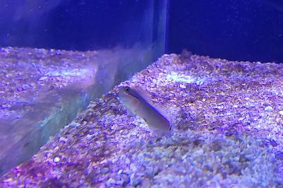 Tail Spot Blenny