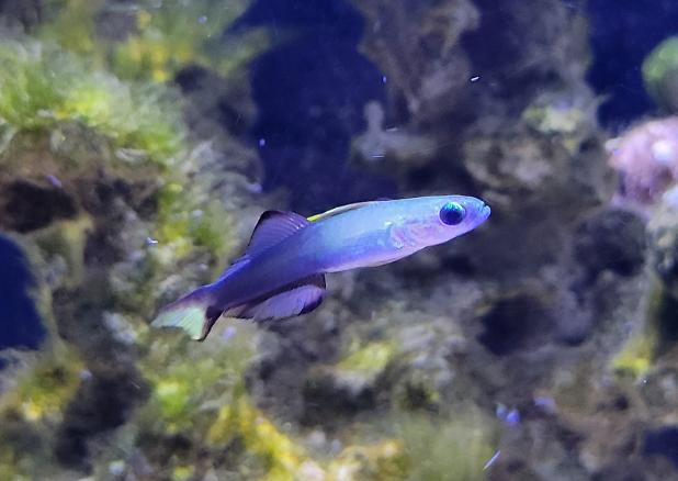 Scissortail goby