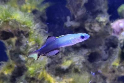 Scissortail goby