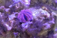 Red Tuxedo Urchin Thumbnail