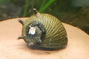 Horned Nerite Thumbnail