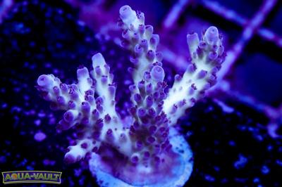 Pearlberry Acropora