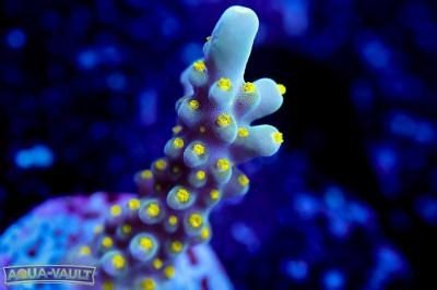 Bakini Navini Acropora