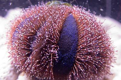 Red Tuxedo Urchin