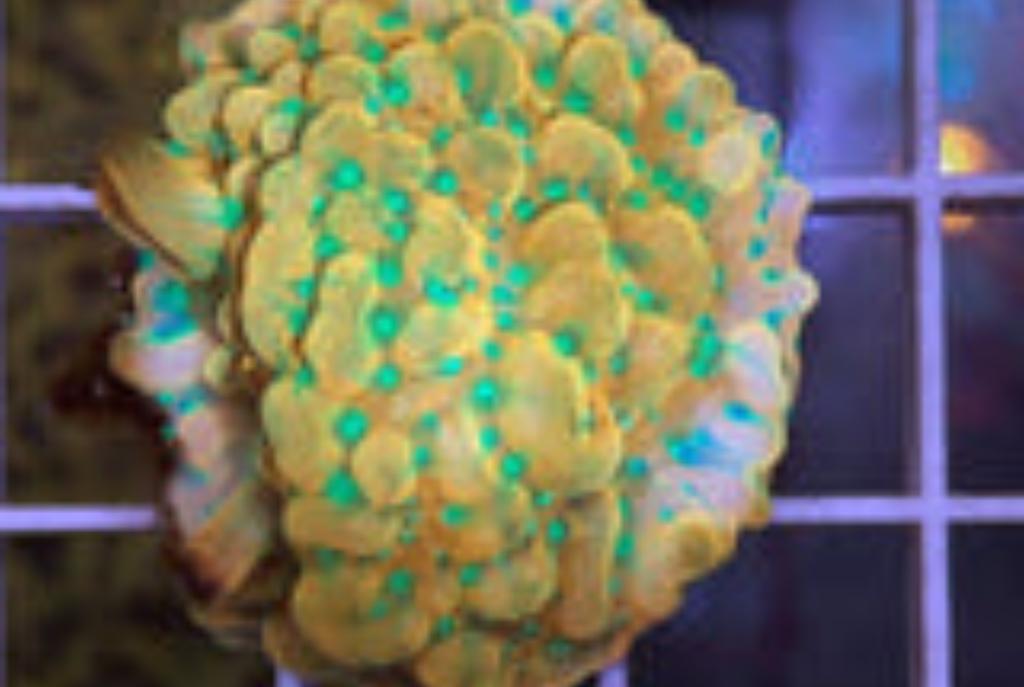 JF Beach Bum Montipora