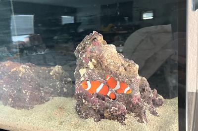 Ocellaris Clownfish