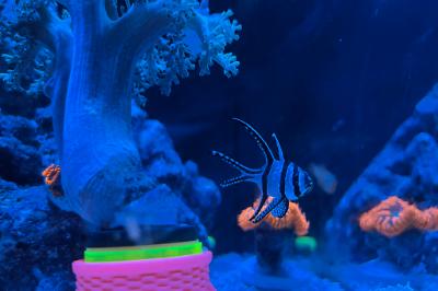 Banggai Cardinalfish