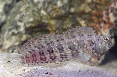 Sailfin/Algae Blenny